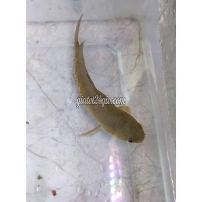 Vật Nuôi Thú Cưng Phú Nhuận - Hồ Chí Minh