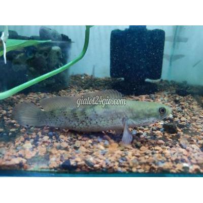 Vật Nuôi Thú Cưng Phú Nhuận - Hồ Chí Minh