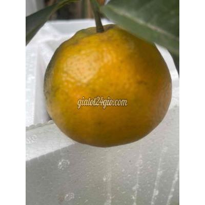 Trái Cây Lai Vung - Đồng Tháp