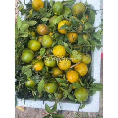 Trái Cây Lai Vung - Đồng Tháp