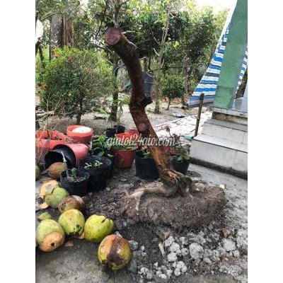 Cây Cảnh Cũ Cái Bè - Tiền Giang Cây Cảnh Cũ Cái Bè - Tiền Giang