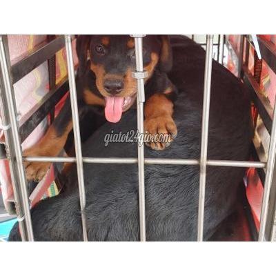 Vật Nuôi Thú Cưng Quận 12 - Hồ Chí Minh Vật Nuôi Thú Cưng Quận 12 - Hồ Chí Minh