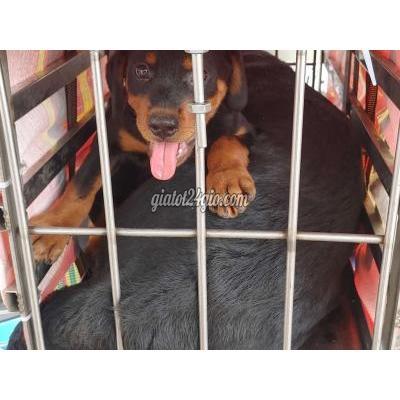 Vật Nuôi Thú Cưng Quận 12 - Hồ Chí Minh Vật Nuôi Thú Cưng Quận 12 - Hồ Chí Minh