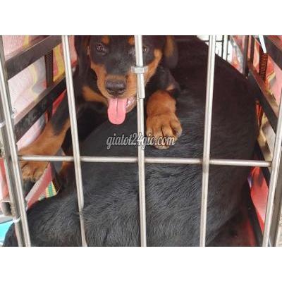 Vật Nuôi Thú Cưng Quận 12 - Hồ Chí Minh Vật Nuôi Thú Cưng Quận 12 - Hồ Chí Minh