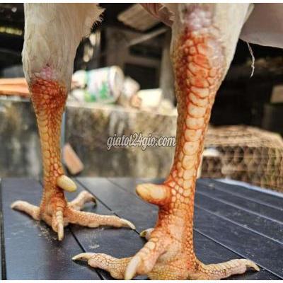 Gà ( Vật Nuôi ) Hòa Thành - Tây Ninh