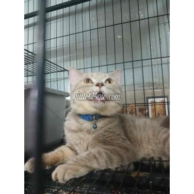 Mèo ( Vật Nuôi ) Quận 3 - Hồ Chí Minh Mèo ( Vật Nuôi ) Quận 3 - Hồ Chí Minh