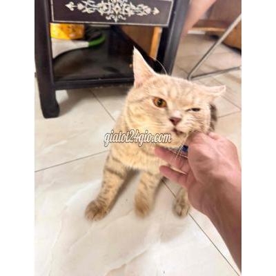 Mèo ( Vật Nuôi ) Quận 3 - Hồ Chí Minh Mèo ( Vật Nuôi ) Quận 3 - Hồ Chí Minh