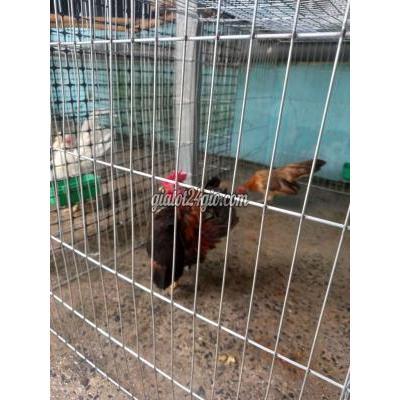 Gà ( Vật Nuôi ) Hóc Môn - Hồ Chí Minh