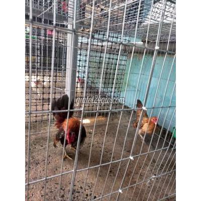 Gà ( Vật Nuôi ) Hóc Môn - Hồ Chí Minh