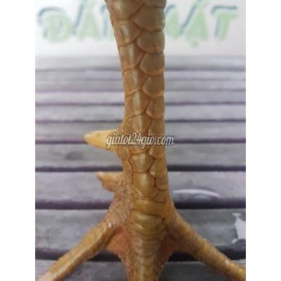Gà ( Vật Nuôi ) Quận 8 - Hồ Chí Minh Gà ( Vật Nuôi ) Quận 8 - Hồ Chí Minh