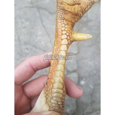 Gà ( Vật Nuôi ) Quận 8 - Hồ Chí Minh Gà ( Vật Nuôi ) Quận 8 - Hồ Chí Minh