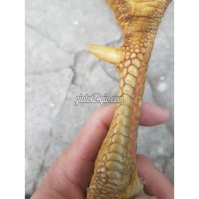 Gà ( Vật Nuôi ) Quận 8 - Hồ Chí Minh Gà ( Vật Nuôi ) Quận 8 - Hồ Chí Minh