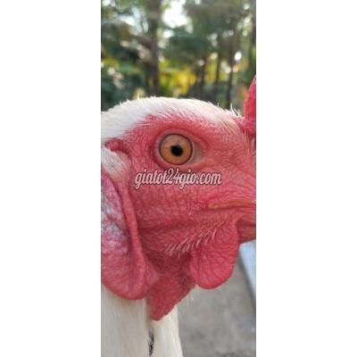 Gà ( Vật Nuôi ) Ô Môn - Cần Thơ Gà ( Vật Nuôi ) Ô Môn - Cần Thơ