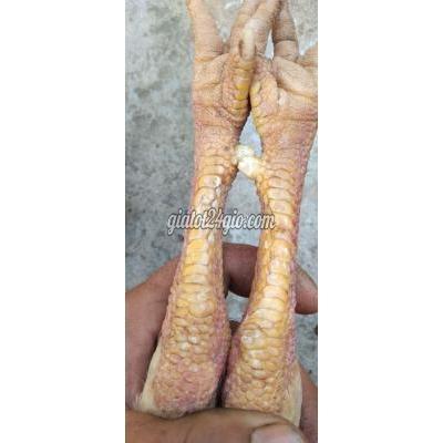 Gà ( Vật Nuôi ) Ô Môn - Cần Thơ Gà ( Vật Nuôi ) Ô Môn - Cần Thơ