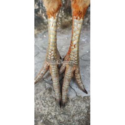 Gà ( Vật Nuôi ) Quận 10 - Hồ Chí Minh