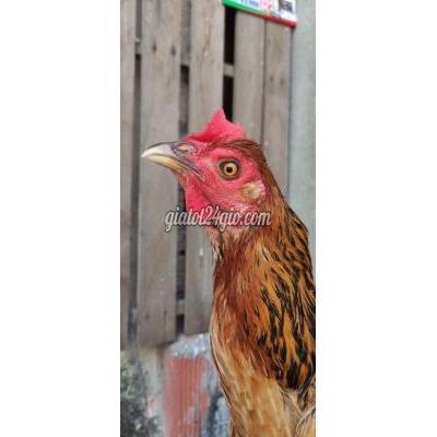 Gà ( Vật Nuôi ) Quận 10 - Hồ Chí Minh