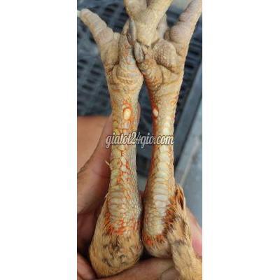 Gà ( Vật Nuôi ) Quận 10 - Hồ Chí Minh