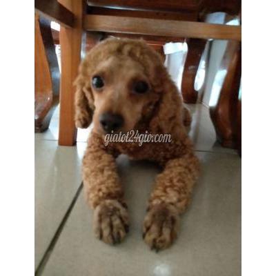 Vật Nuôi Thú Cưng Biên Hòa - Đồng Nai