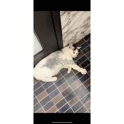 Mèo ( Vật Nuôi ) Hoàng Mai - Hà Nội