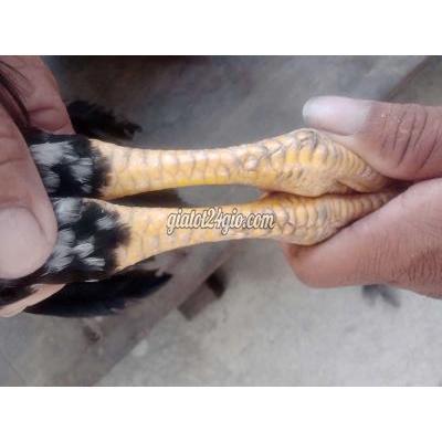 Gà ( Vật Nuôi ) Lấp Vò - Đồng Tháp