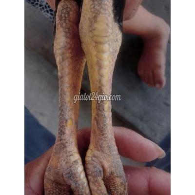 Gà ( Vật Nuôi ) Lấp Vò - Đồng Tháp