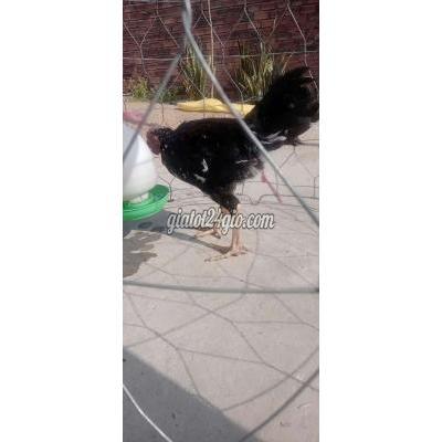 Gà ( Vật Nuôi ) Lấp Vò - Đồng Tháp