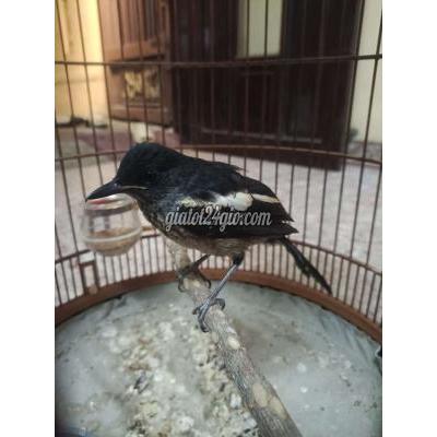 Chim ( Vật Nuôi ) Bình Chánh - Hồ Chí Minh