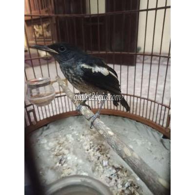 Chim ( Vật Nuôi ) Bình Chánh - Hồ Chí Minh