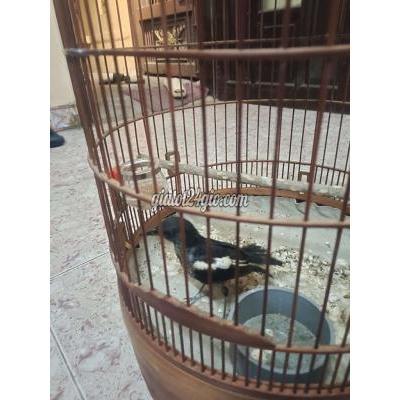 Chim ( Vật Nuôi ) Bình Chánh - Hồ Chí Minh