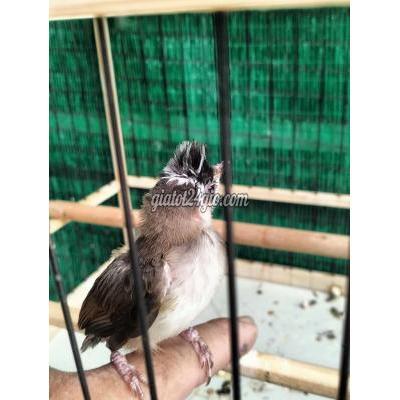 Chim ( Vật Nuôi ) Hóc Môn - Hồ Chí Minh Chim ( Vật Nuôi ) Hóc Môn - Hồ Chí Minh