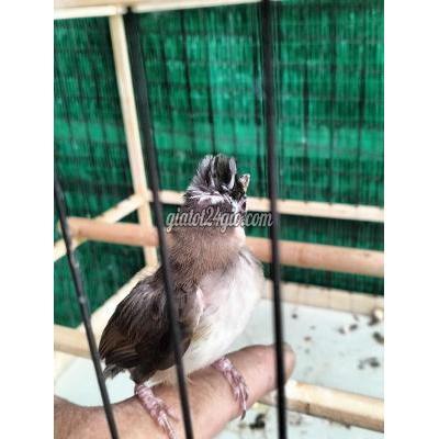 Chim ( Vật Nuôi ) Hóc Môn - Hồ Chí Minh Chim ( Vật Nuôi ) Hóc Môn - Hồ Chí Minh