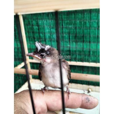 Chim ( Vật Nuôi ) Hóc Môn - Hồ Chí Minh Chim ( Vật Nuôi ) Hóc Môn - Hồ Chí Minh