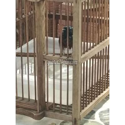 Chim ( Vật Nuôi ) Quận 8 - Hồ Chí Minh