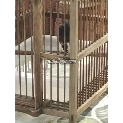 Chim ( Vật Nuôi ) Quận 8 - Hồ Chí Minh