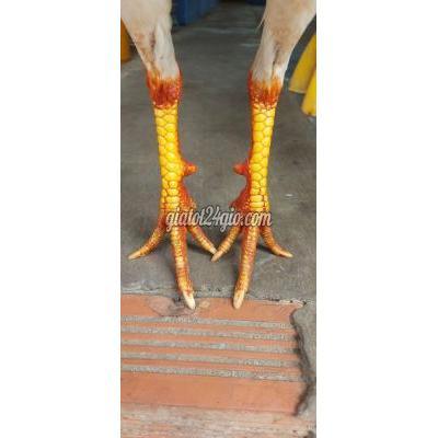 Gà Vật Nuôi Thú Cưng Vĩnh Long - Vĩnh Long Gà Vật Nuôi Thú Cưng Vĩnh Long - Vĩnh Long
