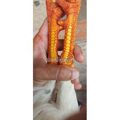 Gà Vật Nuôi Thú Cưng Vĩnh Long - Vĩnh Long Gà Vật Nuôi Thú Cưng Vĩnh Long - Vĩnh Long