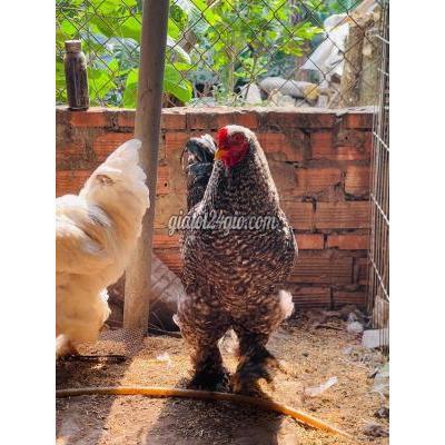 Gà ( Vật Nuôi ) Thủ Dầu Một - Bình Dương