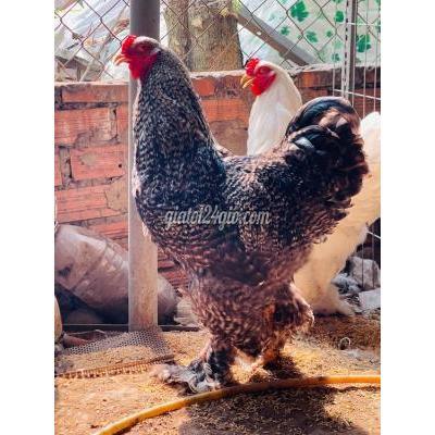 Gà ( Vật Nuôi ) Thủ Dầu Một - Bình Dương