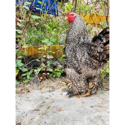 Gà ( Vật Nuôi ) Thủ Dầu Một - Bình Dương