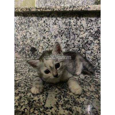 Mèo ( Vật Nuôi ) Quận 7 - Hồ Chí Minh Mèo ( Vật Nuôi ) Quận 7 - Hồ Chí Minh