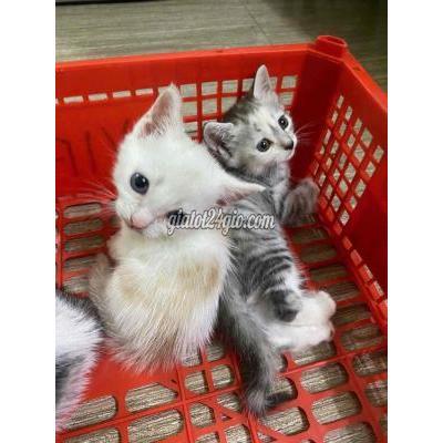 Mèo ( Vật Nuôi ) Quận 7 - Hồ Chí Minh Mèo ( Vật Nuôi ) Quận 7 - Hồ Chí Minh
