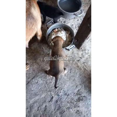Chó Vật Nuôi Thú Cưng Quận 12 - Hồ Chí Minh Chó Vật Nuôi Thú Cưng Quận 12 - Hồ Chí Minh
