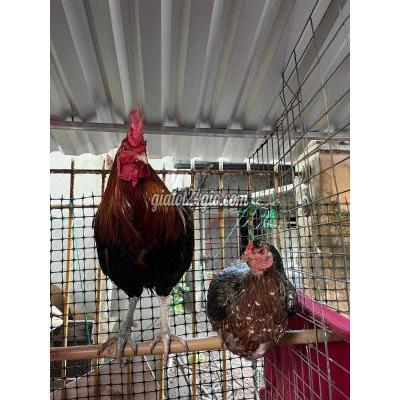 Gà ( Vật Nuôi ) Châu Thành - Sóc Trăng