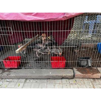 Gà ( Vật Nuôi ) Châu Thành - Sóc Trăng