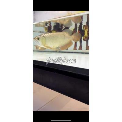 Vật Nuôi Thú Cưng Quận 8 - Hồ Chí Minh