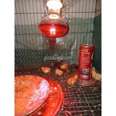 Gà Vật Nuôi Thú Cưng Bến Cát - Bình Dương