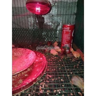 Gà Vật Nuôi Thú Cưng Bến Cát - Bình Dương