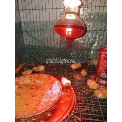 Gà Vật Nuôi Thú Cưng Bến Cát - Bình Dương