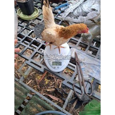 Gà ( Vật Nuôi ) Thuận An - Bình Dương Gà ( Vật Nuôi ) Thuận An - Bình Dương