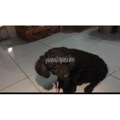 Vật Nuôi Thú Cưng Thủ Đức - Hồ Chí Minh